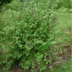 Chévrefeuille Des Haies Ou Camerisier à Balais (Lonicera Xylosteum) - Godet - Taille 30/50cm