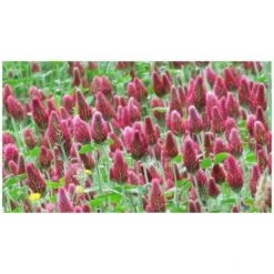 Trèfle Incarnat Engrais Vert 500gr Vilmorin - 200m2