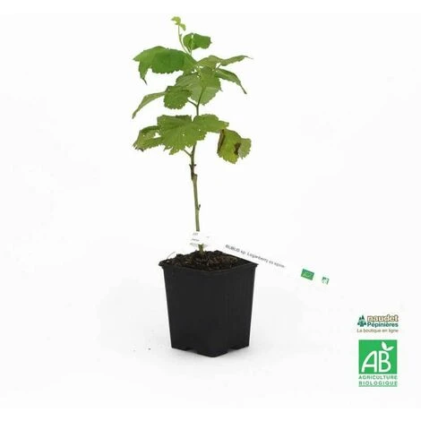 Hybride Mûrier/Framboisier 'Loganberry' Bio - Conteneur 2L - Taille 30/50cm – Image 2