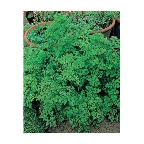 CERFEUIL FRISE - 10 G