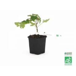 Framboisier Blanc 'Fall Gold' BIO - Godet 9cm