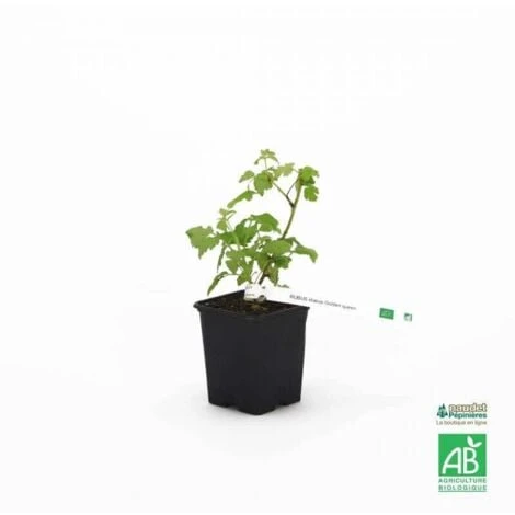 Framboisier Blanc 'Golden Queen' BIO - Godet 9cm - Taille 20/40cm – Image 2