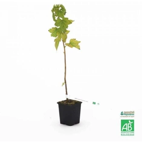 Cassis 'Royal De Naples' BIO - Godet 9cm – Image 2