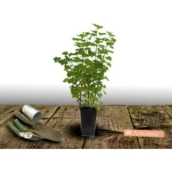 Groseillier Ă Grappes Rubrum Jonkeer Van Tets/Pot De 3L