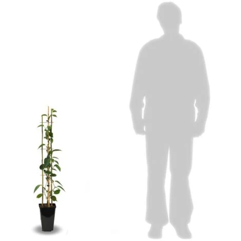 Kiwi De Sibérie Arguta Weiki (Mâle)/Godet. – Image 2