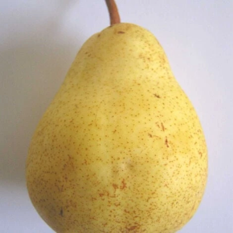 Poirier Communis Bon Chretien William/Pot De 10L