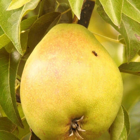 Poirier Communis Bon Chretien William/Pot De 10L – Image 2