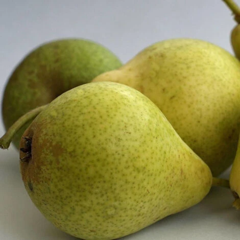 Poirier Communis Bon Chretien William/Pot De 10L – Image 3