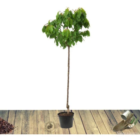 Poirier Communis Bon Chretien William/Pot De 10L – Image 5