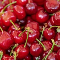 Cerisier Nain Cerasus Cherry Baby®/Pot De 6L