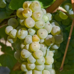 Vigne Vinifera Chasselas Doré/Pot De 3L