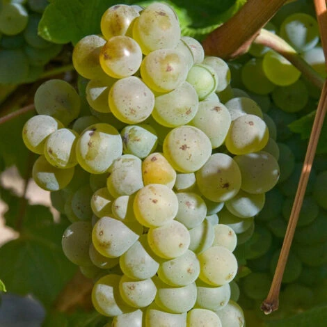 Vigne Vinifera Chasselas Doré/Pot De 3L