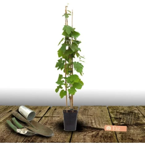 Vigne Vinifera Chasselas Doré/Pot De 3L – Image 2