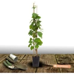 Vigne Vinifera Muscat De Hambourg/Pot De 3L