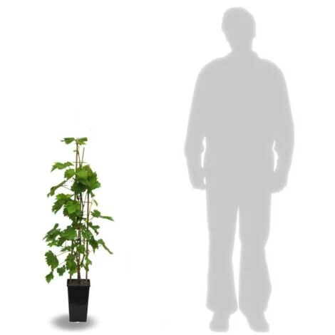 Vigne Vinifera Exalta/Pot De 3L – Image 2