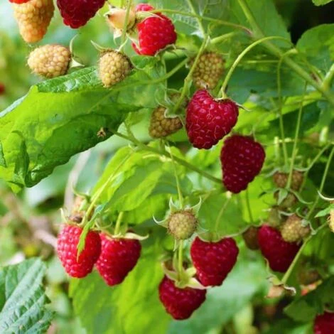 Framboisier 'Zeva' - Conteneur 3L