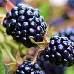 Mûrier 'Géante Des Jardins' - Conteneur 3L - Taille 30/60cm