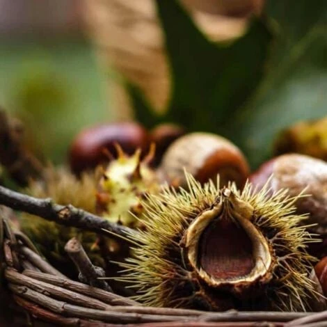Châtaignier Commun (Castanea Sativa) - Godet - Taille 20/40cm