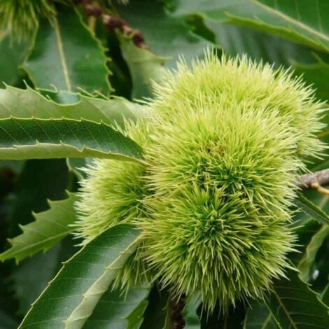 Châtaignier Commun (Castanea Sativa) - Godet - Taille 20/40cm – Image 2