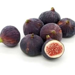 Figuier Commun (Ficus Carica) - Godet - Taille 15/30cm