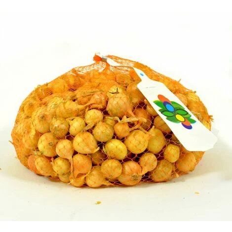 Oignon Jaune Stuttgarter Riesen. Bulbes Ă Planter - Filet 1 Kg