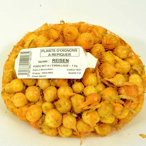 Oignon Jaune Stuttgarter Riesen. Bulbes à Planter - Filet 1 Kg – Image 2