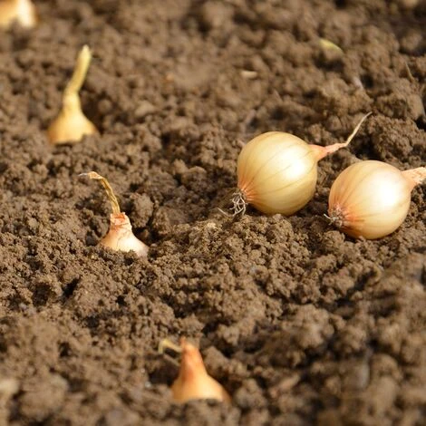 Oignon Jaune Stuttgarter Riesen. Bulbes à Planter - Filet 1 Kg – Image 4