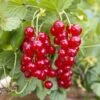 Groseillier à Grappes (Ribes Rubrum) - Godet - Taille 15/30cm