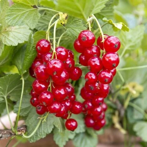 Groseillier Ă Grappes (Ribes Rubrum) - Godet - Taille 15/30cm