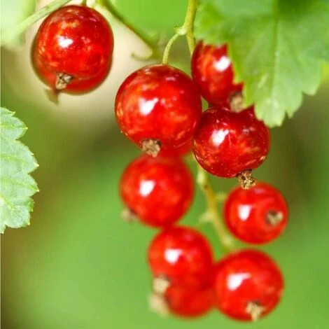 Groseillier à Grappes (Ribes Rubrum) - Godet - Taille 15/30cm – Image 2