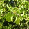 Nerprun Purgatif (Rhamnus Cathartica) - Godet - Taille 13/25cm