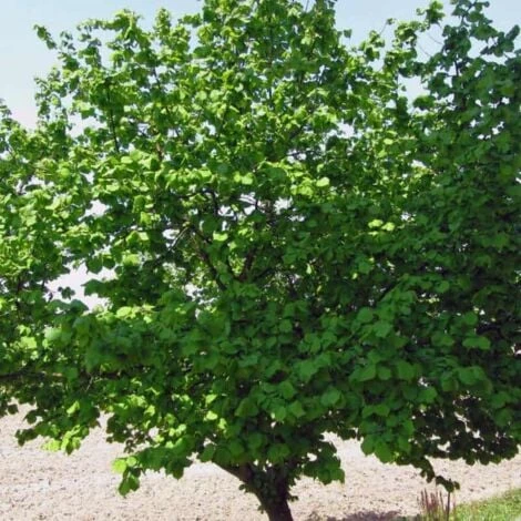 Noisetier Commun Ou Coudrier (Corylus Avellana) - Godet - Taille 20/40cm – Image 2
