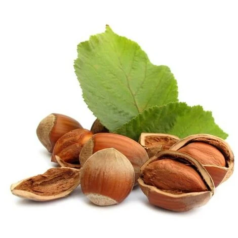 Noisetier Commun Ou Coudrier (Corylus Avellana) - Godet - Taille 20/40cm – Image 4