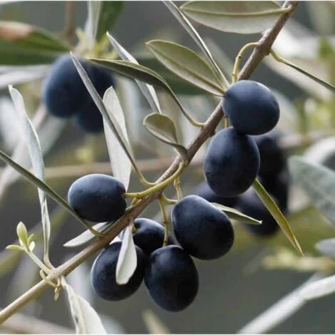 Olivier Commun (Olea Europaea 'Sylvestris') - Godet - Taille 20/40cm