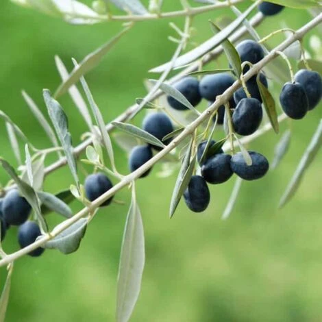 Olivier Commun (Olea Europaea 'Sylvestris') - Godet - Taille 20/40cm – Image 2