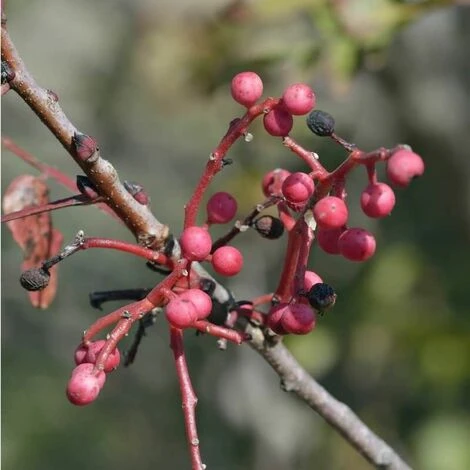 Pistachier Térébinthe (Pistacia Terebinthus) - Godet - Taille 15/30cm
