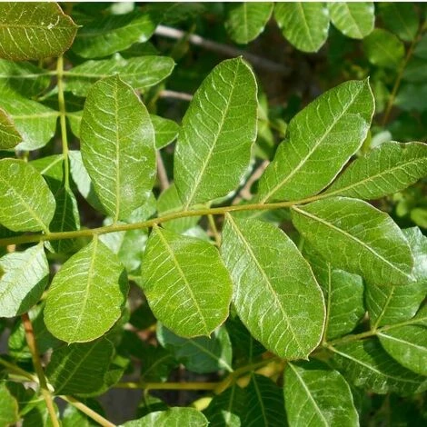 Pistachier Térébinthe (Pistacia Terebinthus) - Godet - Taille 15/30cm – Image 2
