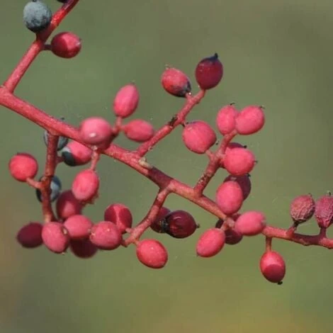Pistachier Térébinthe (Pistacia Terebinthus) - Godet - Taille 15/30cm – Image 3
