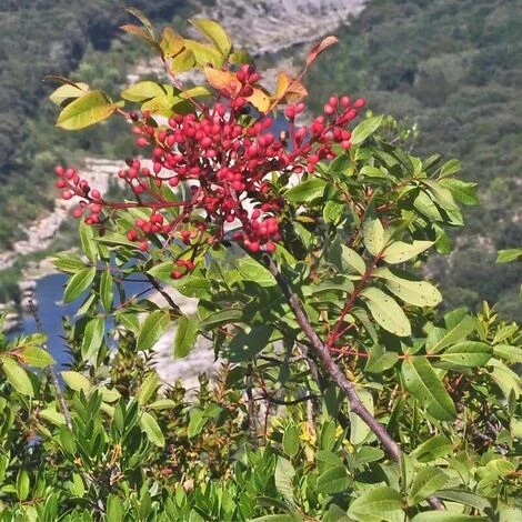 Pistachier Térébinthe (Pistacia Terebinthus) - Godet - Taille 15/30cm – Image 4