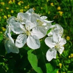 Pommier Sauvage (Malus Sylvestris) - Godet - Taille 20/40cm