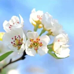 Poirier Sauvage (Pyrus Communis) - Godet - Taille 20/50cm