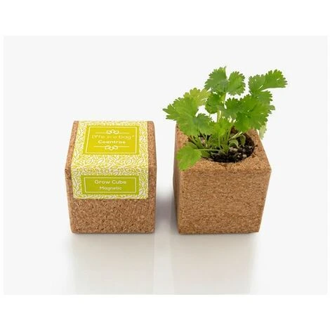 Grow Cube Aimanté Coriandre