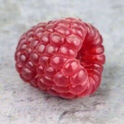 Framboisier 'Tulameen' - Conteneur 1,5L