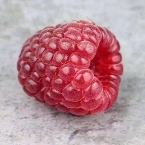 Framboisier 'Tulameen' - Conteneur 1,5L