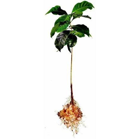 Hydro-rétenteur D'eau Fertilisant Polyter Bidon 250 G – Image 5