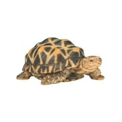 Riviera Bébé Tortue étoilée 14 Cm