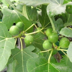 Figuier Carica Madeleine Des Deux Saisons/Pot De 1,5L