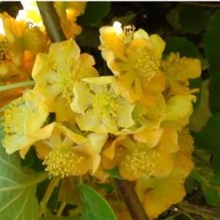 Kiwi Chinensis Tomuri (Mâle)/Godet