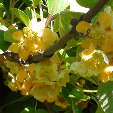 Kiwi Chinensis Tomuri (Mâle)/Godet – Image 2