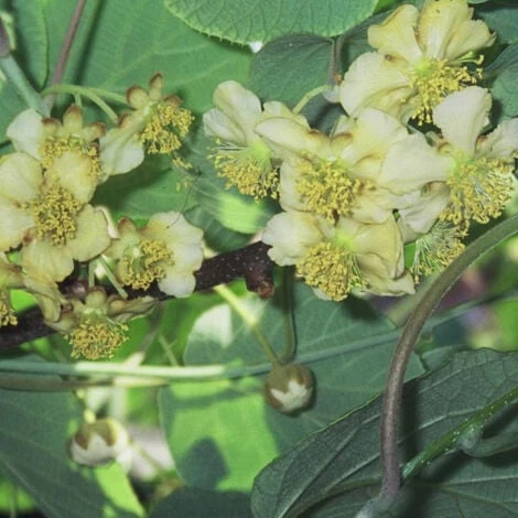 Kiwi Chinensis Tomuri (Mâle)/Godet – Image 3